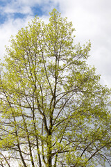 Growing Tree in Spring