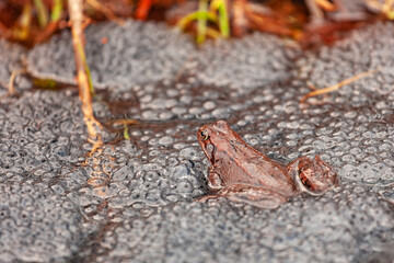 small frog and frogspawn on the surface of the pond
