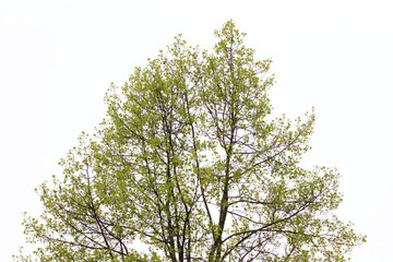 Spring Tree3