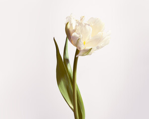 White Tulip