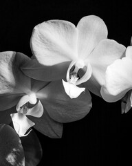 Dramatic Orchid