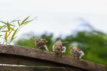 Three baby birds on fence with fluffy feathers learning to fly. Cute fledgling House Sparrow chicks...