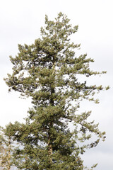 Green Evergreen and Sky