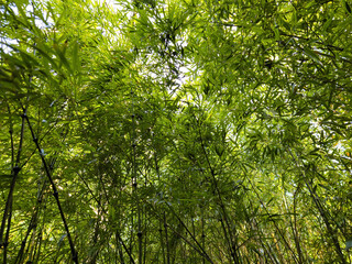 Obraz premium Solid bamboo thickets. Wall of reed and bamboo.