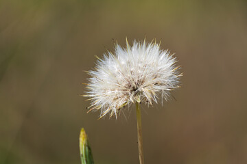 Close up of a common dandelion (taraxacum officinale) seed head with an brown background