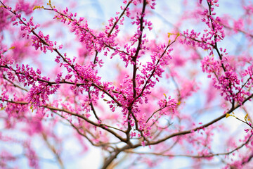 pink cherry blossom in the sky with bokeh