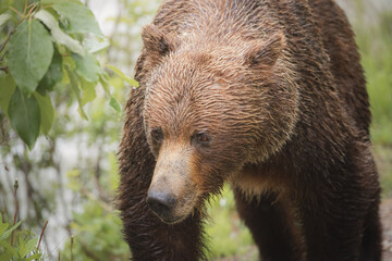Close-up wildlife portrait of a female mother brown Grizzly bear (Ursus arctos horribilis), with...