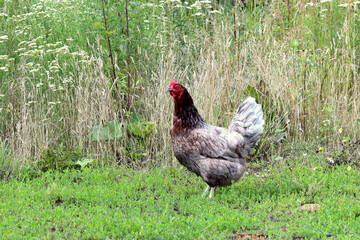 The chicken walks on the grass. Close-up of a chicken in a barn yard. The concept of free range poultry farming.