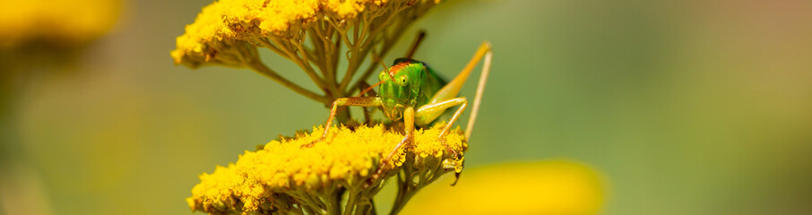 Green grasshopper on a yarrow flower. Large marsh grasshopper, Stethophyma grossum, a critically endangered insect typical of wet grasslands and swamps.