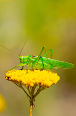 Green grasshopper on a yarrow flower. Large marsh grasshopper, Stethophyma grossum, a critically endangered insect typical of wet grasslands and swamps.