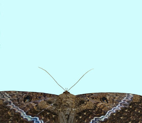 close up of a large dark-colored butterfly with spread wings against a turquoise background at the bottom of the image, copy space