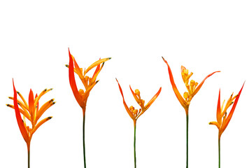 floral background, a row of bright, orange strelitzia flowers on a white background, copy space