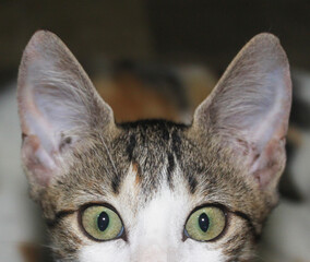 The upper half of the muzzle of one young tabby cat with big ears looks at the cameta