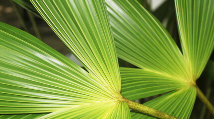 floral background, beautiful , bright, green, brilliant, palm leaf  in the sun on a dark background