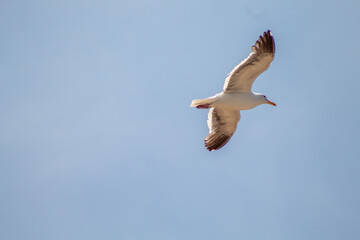 seagull in flight