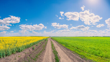 Country road going through sown fields with yellow flowers and green grass under a blue sky with clouds