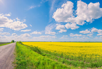 Fototapeta na wymiar The road going through a sown field with yellow flowers under a blue sky with clouds, similar to the flag of Ukraine