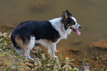 paseo con mascota en el bosque