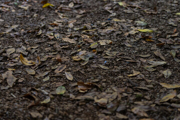 Paisaje de rutas y caminos en Cantabria España