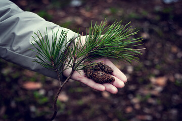 The man held out his hand to the side, with pine cones and branches on his palms. A person shows...