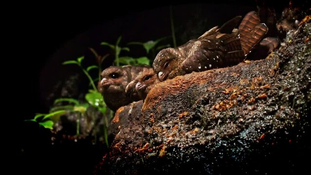 Oilbird - Steatornis caripensis also guacharo, three birds similar to nightjar, nesting in colonies in caves, nocturnal feeders on fruits of the oil palm, adapted eyesight, navigate by echolocation.