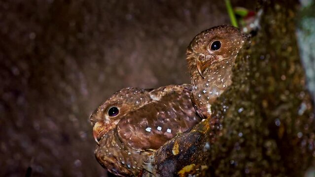 Oilbird - Steatornis caripensis also guacharo, three birds similar to nightjar, nesting in colonies in caves, nocturnal feeders on fruits of the oil palm, adapted eyesight, navigate by echolocation.