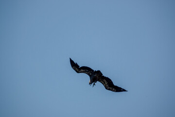 detailed close up of Griffon vulture, Eurasion griffon (Gyps fulvus) in soaring flight