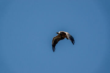 detailed close up of Griffon vulture, Eurasion griffon (Gyps fulvus) in soaring flight
