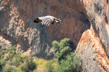 detailed close up of Griffon vulture, Eurasion griffon (Gyps fulvus) in soaring flight