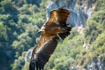 detailed close up of Griffon vulture, Eurasion griffon (Gyps fulvus) in soaring flight