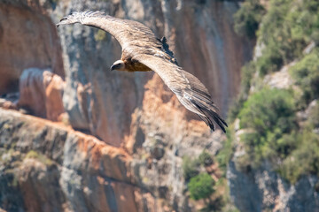 detailed close up of Griffon vulture, Eurasion griffon (Gyps fulvus) in soaring flight