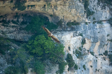 detailed close up of Griffon vulture, Eurasion griffon (Gyps fulvus) in soaring flight