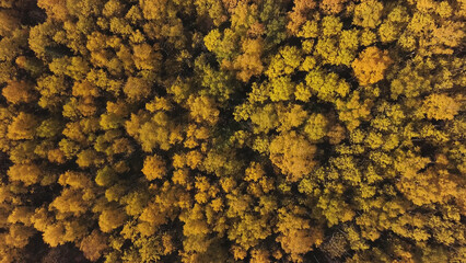 Aerial Altai view of colorful autumn mountain forest. Clip. Nature and ecology outdoor concept, Russian countryside landscape, Siberia, Altai.