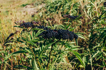 Clusters fruit black elderberry in garden in sun light Sambucus nigra. Common names: elder, black elder, European elder, European elderberry and European black elderberry.
