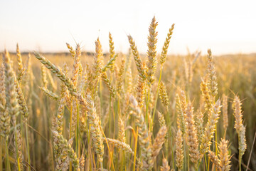 Fototapeta premium Wheat, rye field. Ears of golden wheat, rye close-up. Rural landscapes under sunlight. Rich harvest concept. Fresh young unripe juicy spikelets. Oats, rye, wheat, barley, summer harvest close-up.