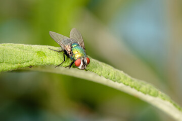 The houseflz sitting on plant