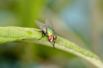 The houseflz sitting on plant
