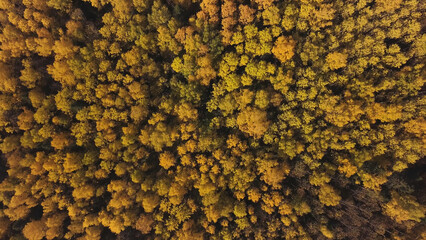 Aerial Altai view of colorful autumn mountain forest. Clip. Nature and ecology outdoor concept,...