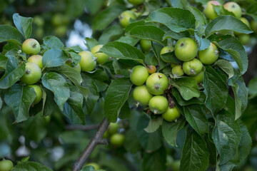 Green apples growing on the tree