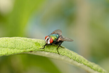 The houseflz sitting on plant