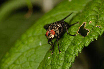 The houseflz sitting on plant
