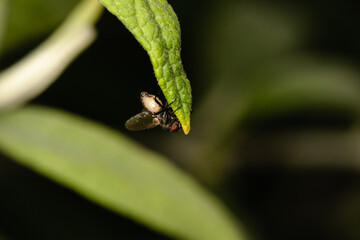 The houseflz sitting on plant