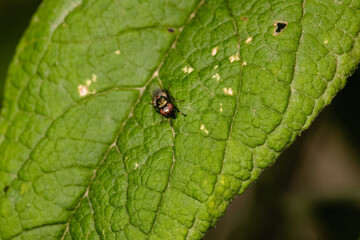 The houseflz sitting on plant