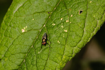 The houseflz sitting on plant