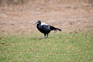 the magpie is a black and white bird