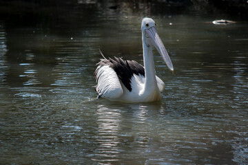 the pelican is a black and white sea bird. the pelican has a yellow eye and a pink bill