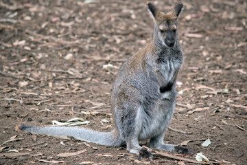 Naklejka na ściany i meble this is a female red necked wallaby