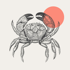 Sea crab drawn in engraving style on a light background. Seafood. Illustration for the menu of fish restaurants, for product packaging. Vector vintage illustration.