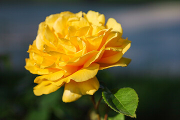 yellow rose in garden with bokeh