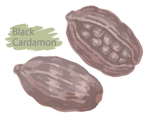 水彩風のスパイス。ブラック・カルダモン（ホール）。ベクターイラスト素材